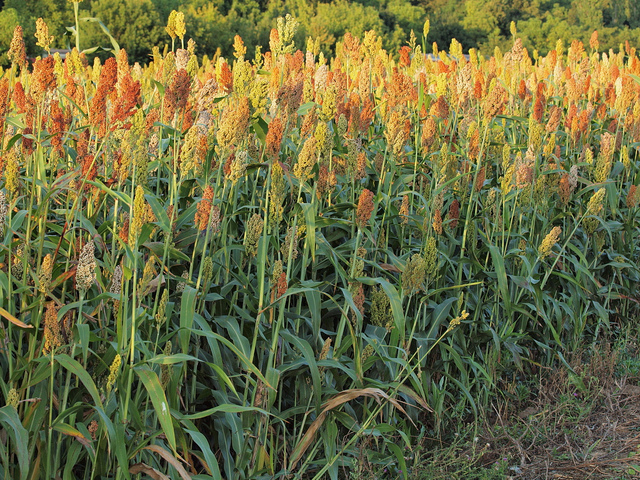 Sorghum bicolor has been used for centuries in Africa and North America for treating and preventing sundry medical ailments. It is enjoying a renaissance, owing largely to the fact that modern alternatives are prohibitively expensive / © PlantVillage